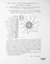 Erysiphe heraclei image